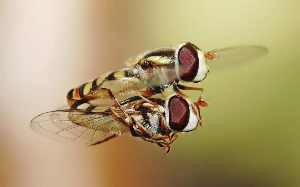 Flower_Flies.jpg