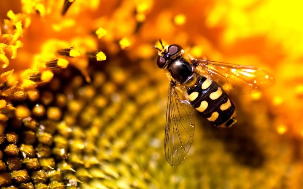 Fly_wasp_hd_wallpaper.jpg