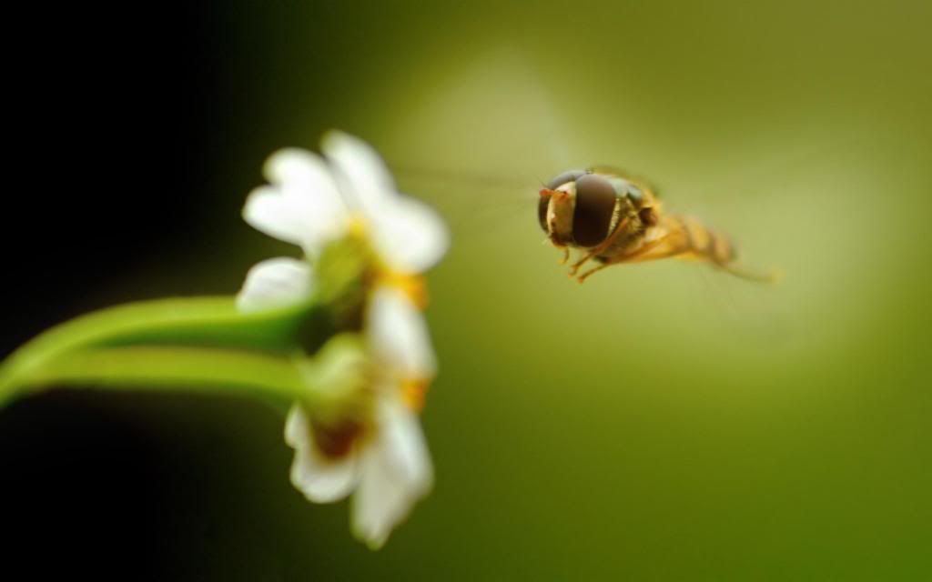 Flying_Bee_hd_macro_photos.jpg