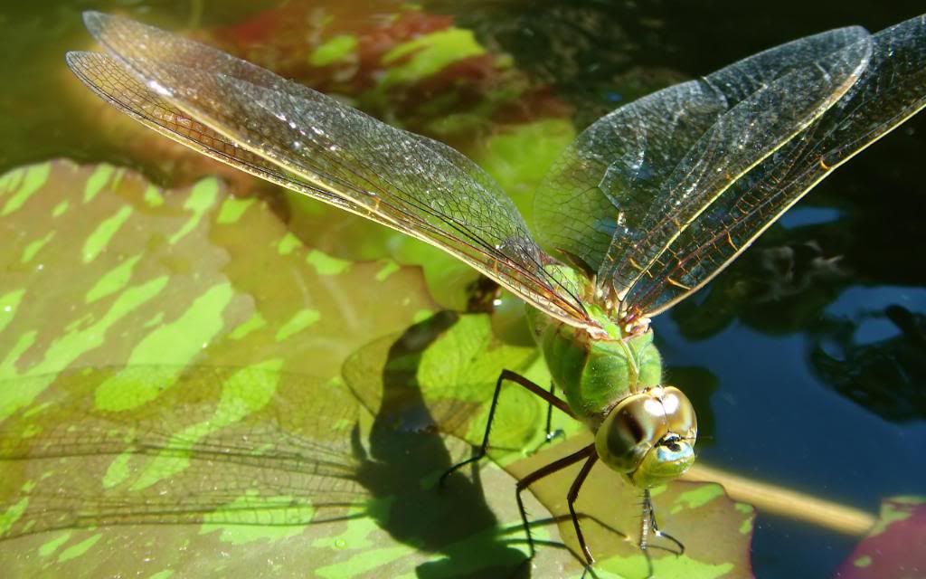 Flying_adder_hd_wallpaper.jpg