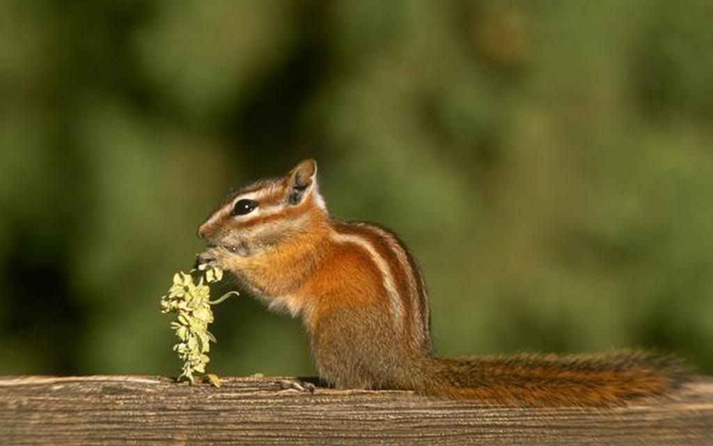 Forest_Animals_Wallpaper_-_Chipmunk_hd_wallpaper.jpg