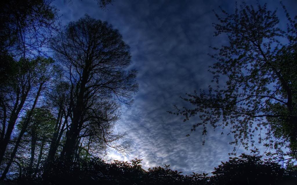 Forest_night_sky_widescreen_wallpaper.jpg