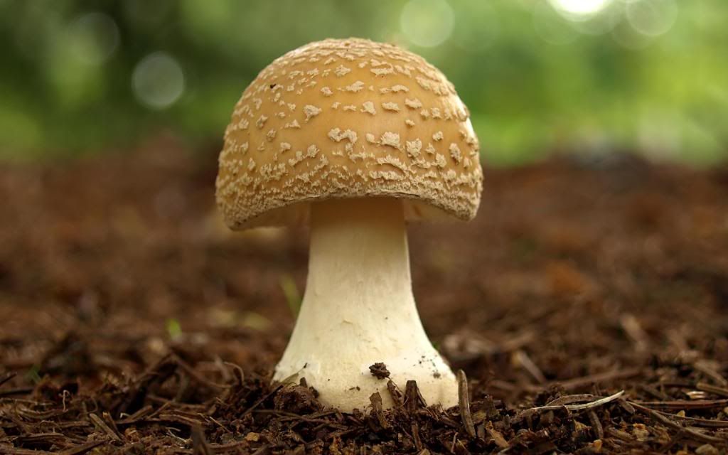 Fresh_Mushroom_hd_wallpaper.jpg