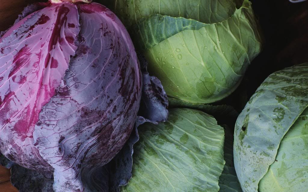Fresh_cabbage.jpg