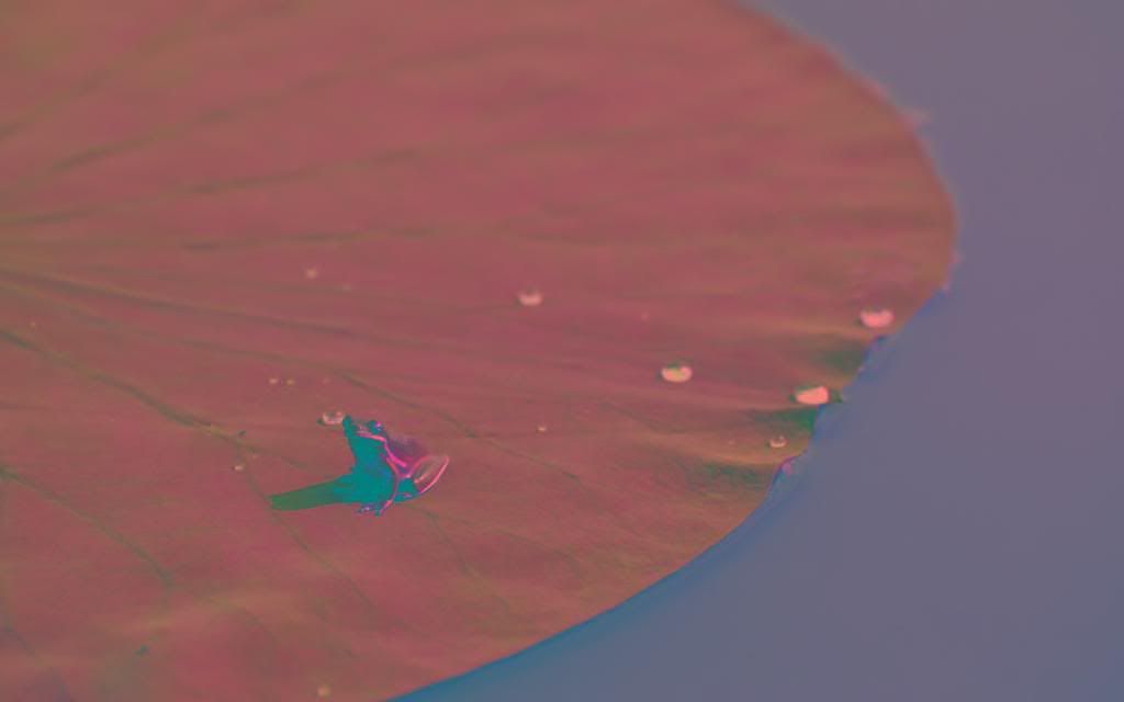 Frog_Pond_hd_wallpaper.jpg
