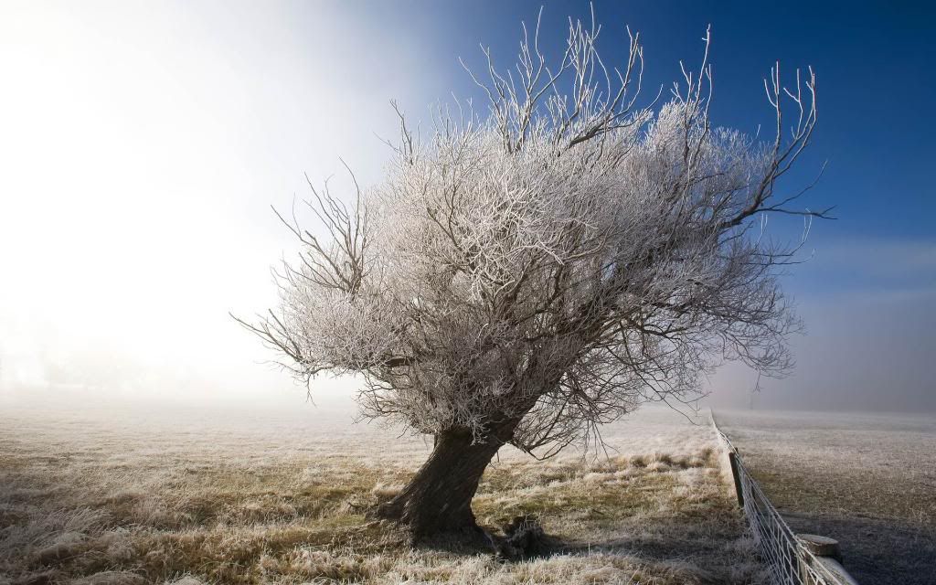 Frozen_tree_hd_wallpaper.jpg