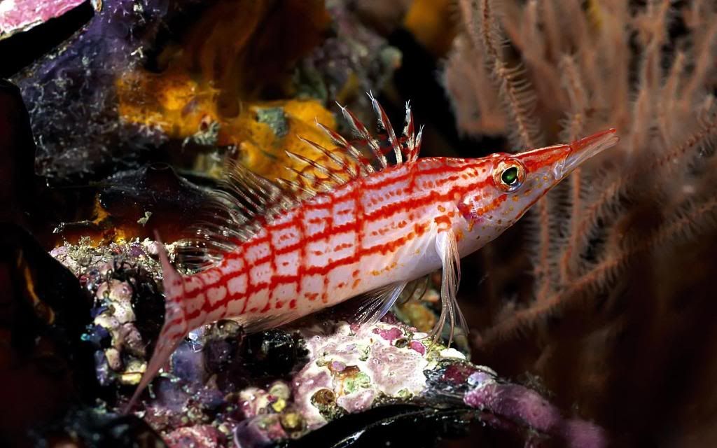 Gar_fish_wallpaper_hd_wallpaper.jpg