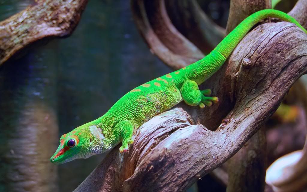 Gecko_small_hd_wallpaper.jpg