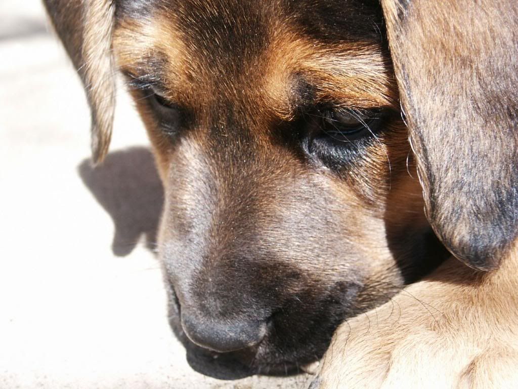 German_shepherd_puppy_hd_wallpaper.jpg