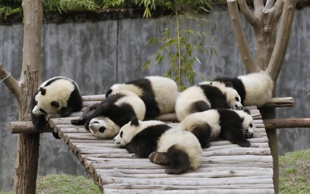 Giant_Panda_cubs_hd_wallpaper.jpg