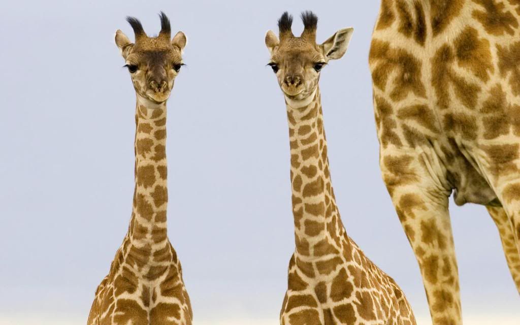 Giraffe_babies_hd_wallpaper.jpg