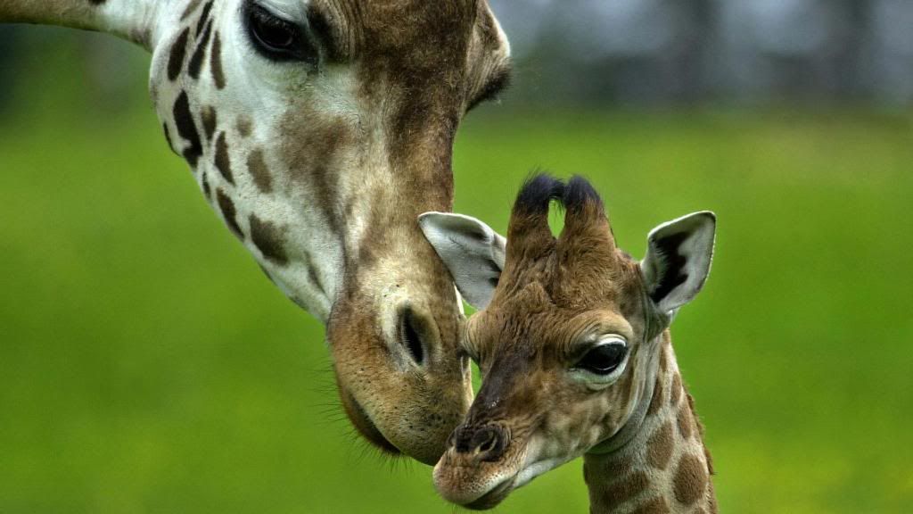 Giraffes_-_Loving_Mother_African_Animals_hd_wallpaper.jpg