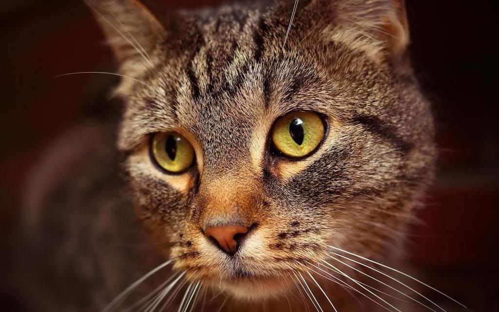 Golden_cat_High_definition_wallpaper.jpg