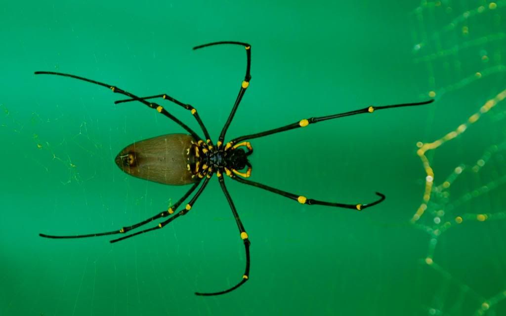 Golden_silk_orb-weaver_Spider_hd_wallpaper.jpg