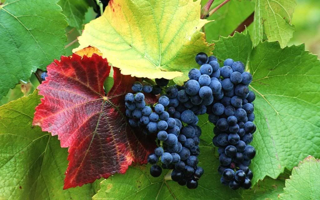 Grapes.jpg