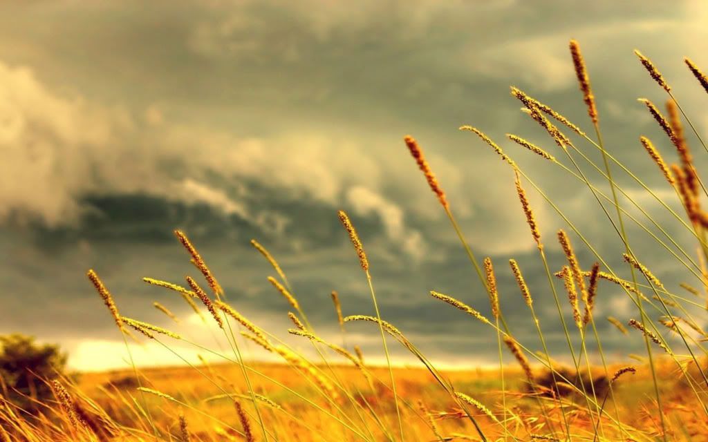 Grass_by_Jorlin.jpg