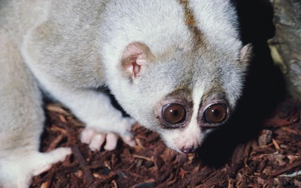 Gray_Mouse_Lemur_hd_wallpaper.jpg