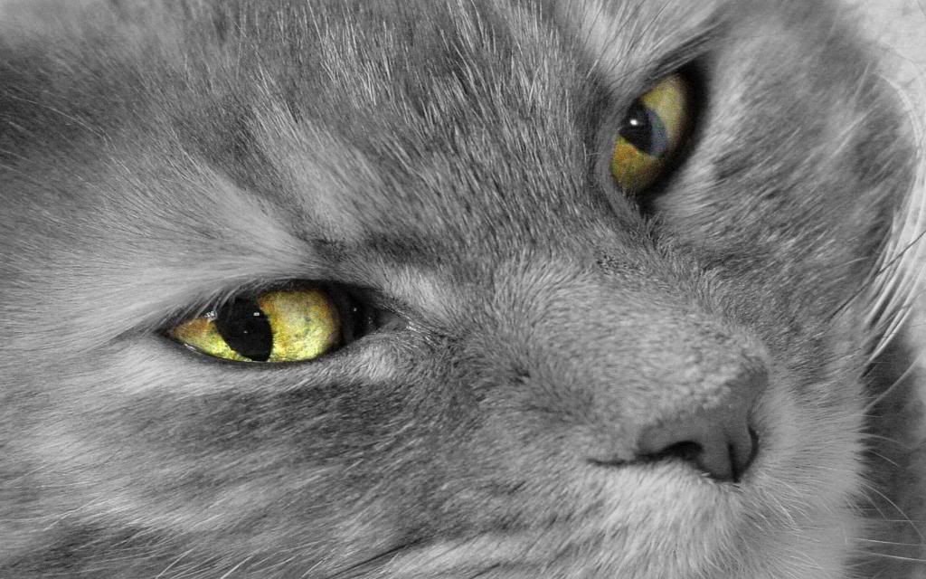 Gray_cat.jpg