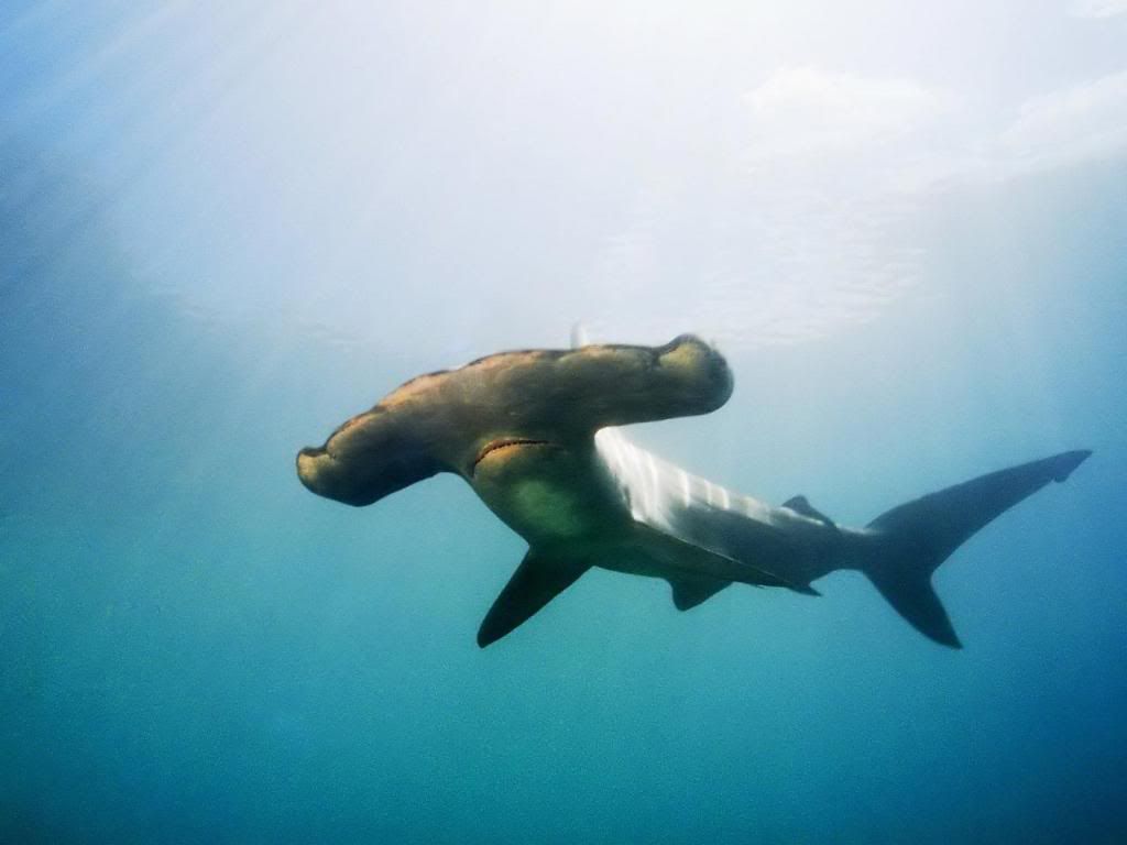 Great_hammerhead_Hammerhead_shark_High_definition_wallpaper.jpg
