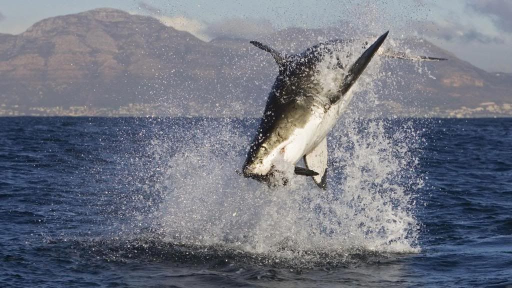 Great_white_shark_attacks_High_definition_wallpaper.jpg