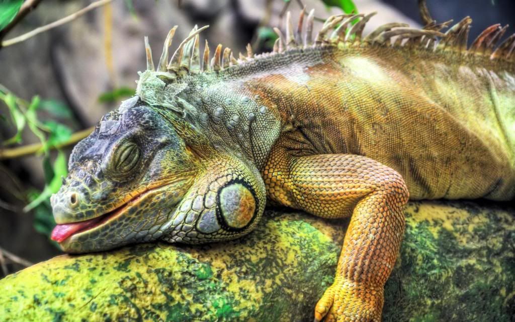 Gree_iguanas_hd_wallpaper.jpg