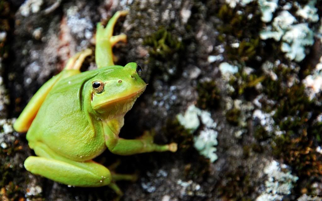 Green_Tree_Frog_High_definition_wallpaper.jpg