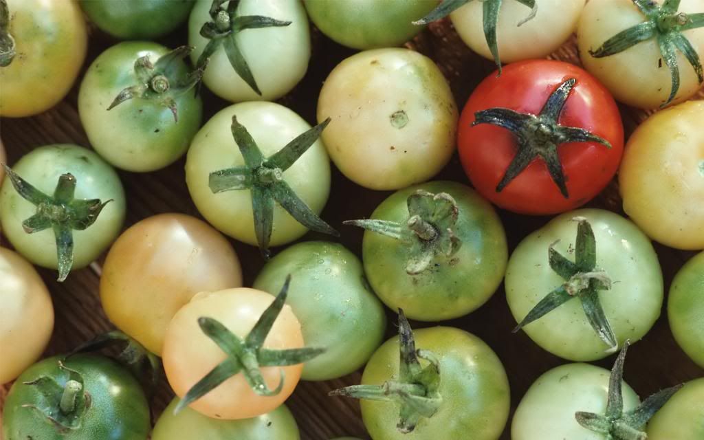 Green_tomatoes.jpg
