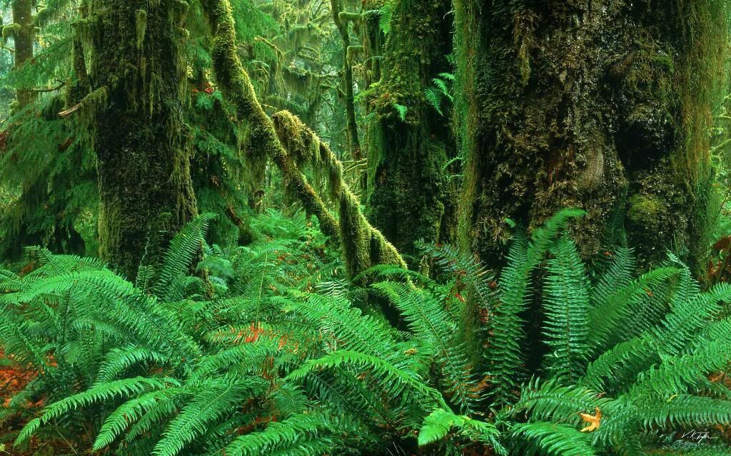 Hall_of_Mosses_Olympic_National_Park_Washington.jpg