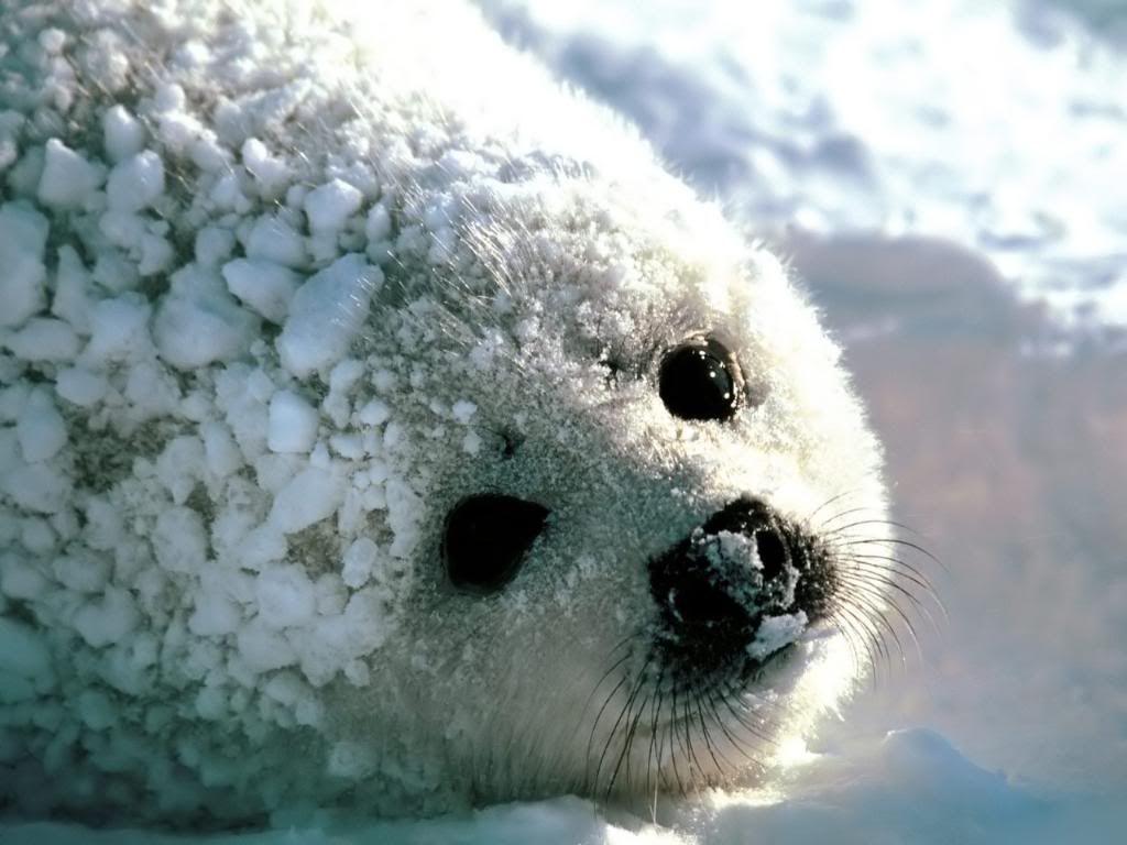 Harp_Seal_hd_wallpaper.jpg