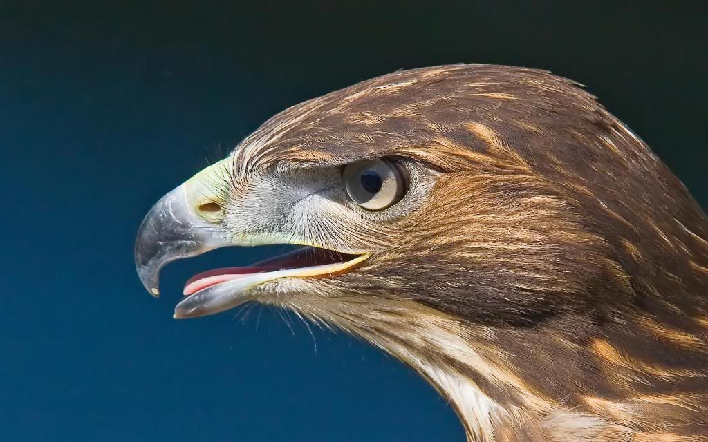 Hawk.jpg