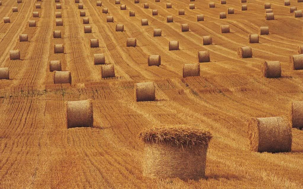 Haying.jpg