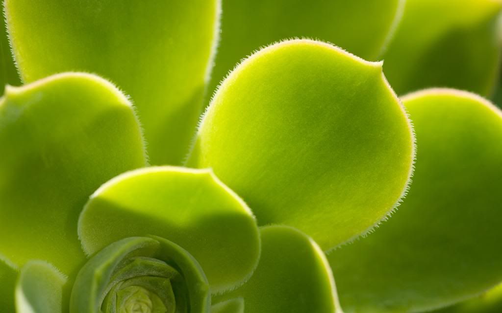 Hen_and_chicks_Exotic_House_Plants_Widescreen_wallpaper.jpg