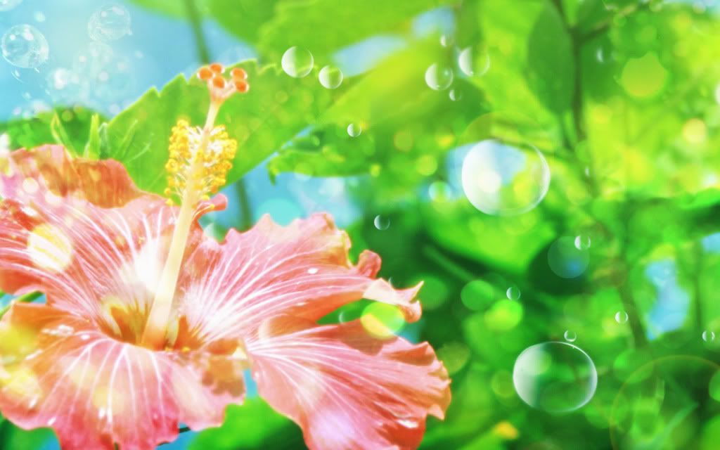 Hibiskus.jpg