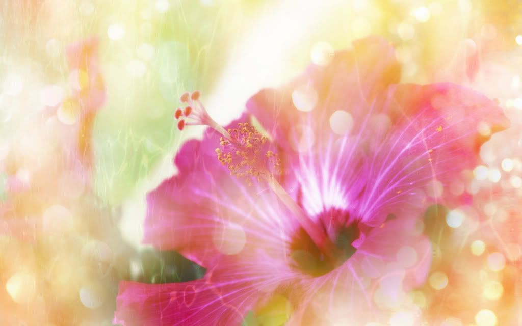 Hibiskus_Glamor_Flowers.jpg