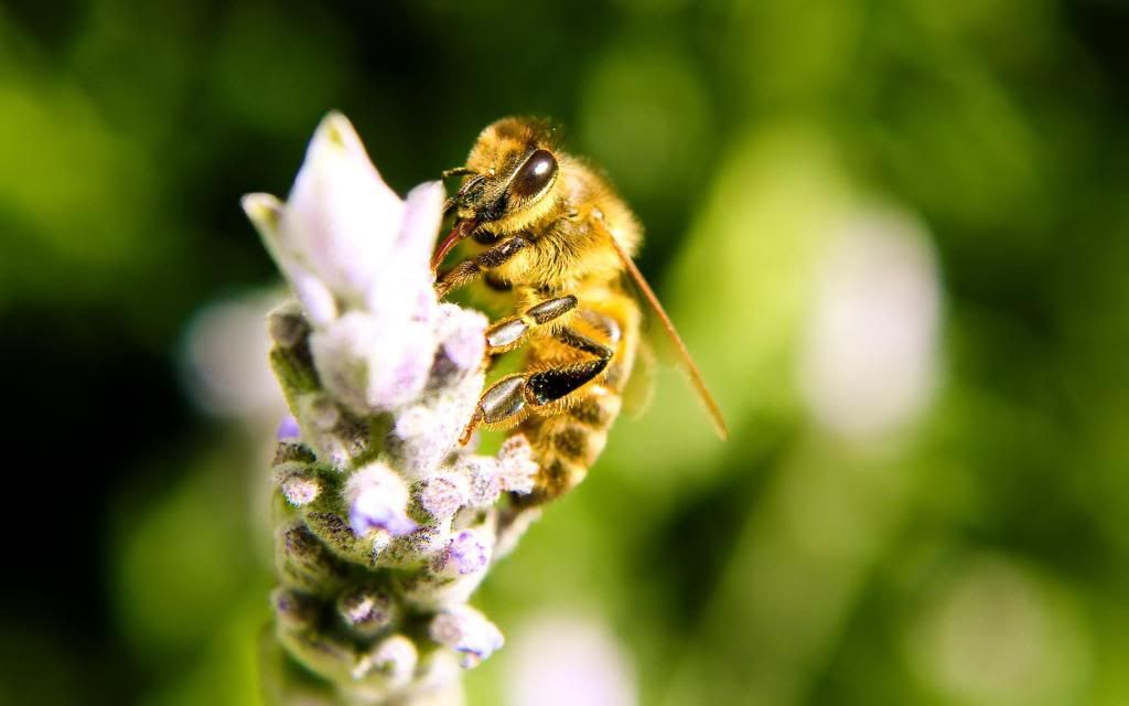 Honeybee_macro_photos.jpg