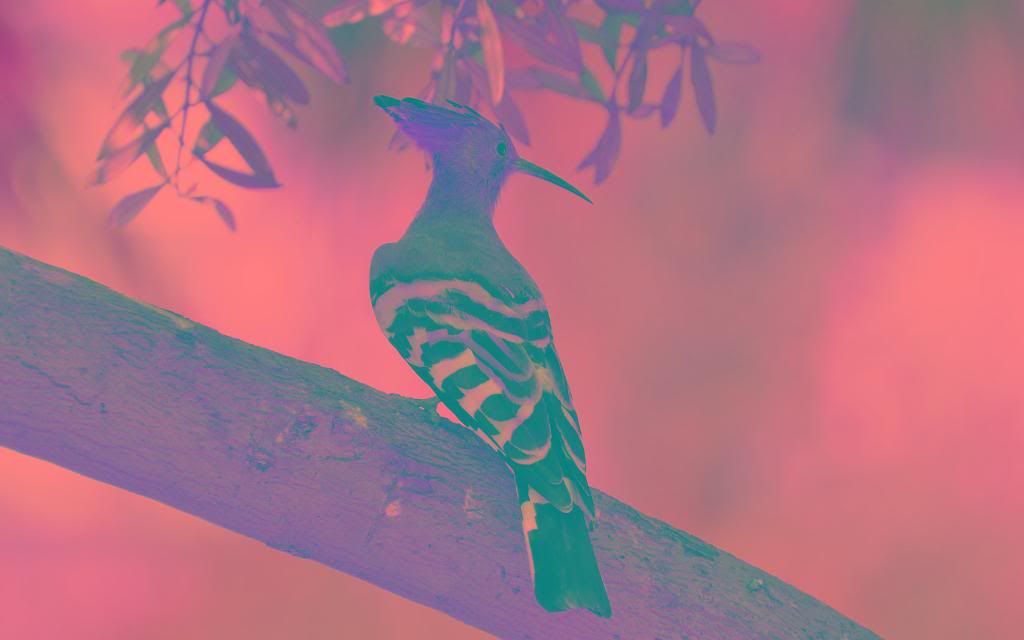 Hoopoe.jpg