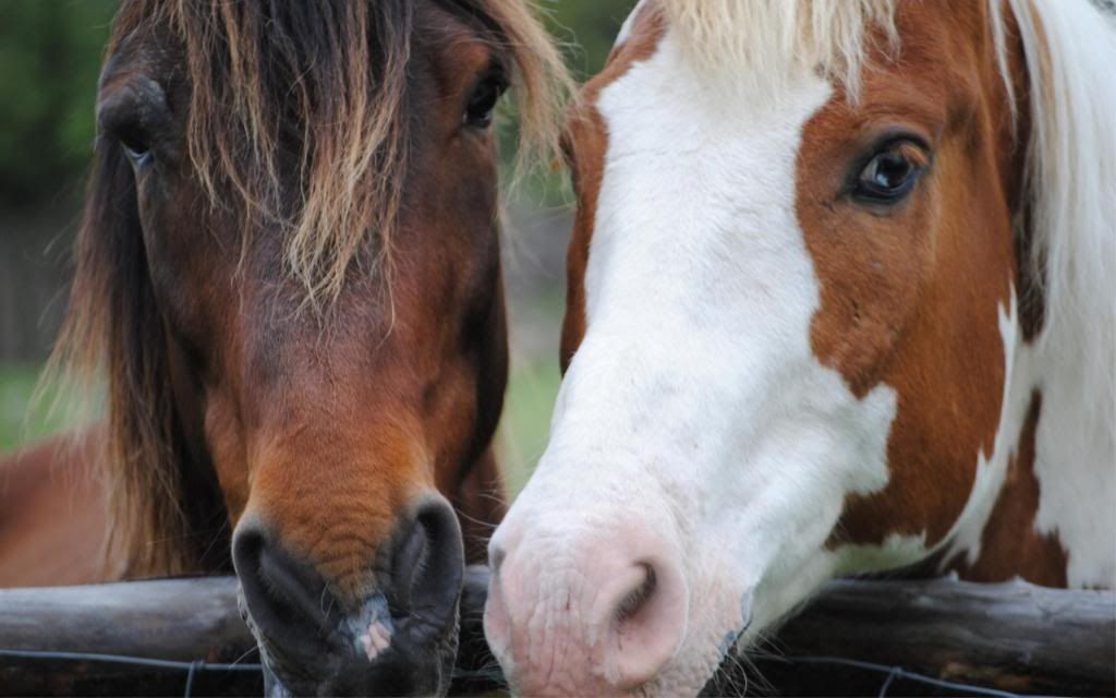 Horse_pair_hd_wallpaper.jpg