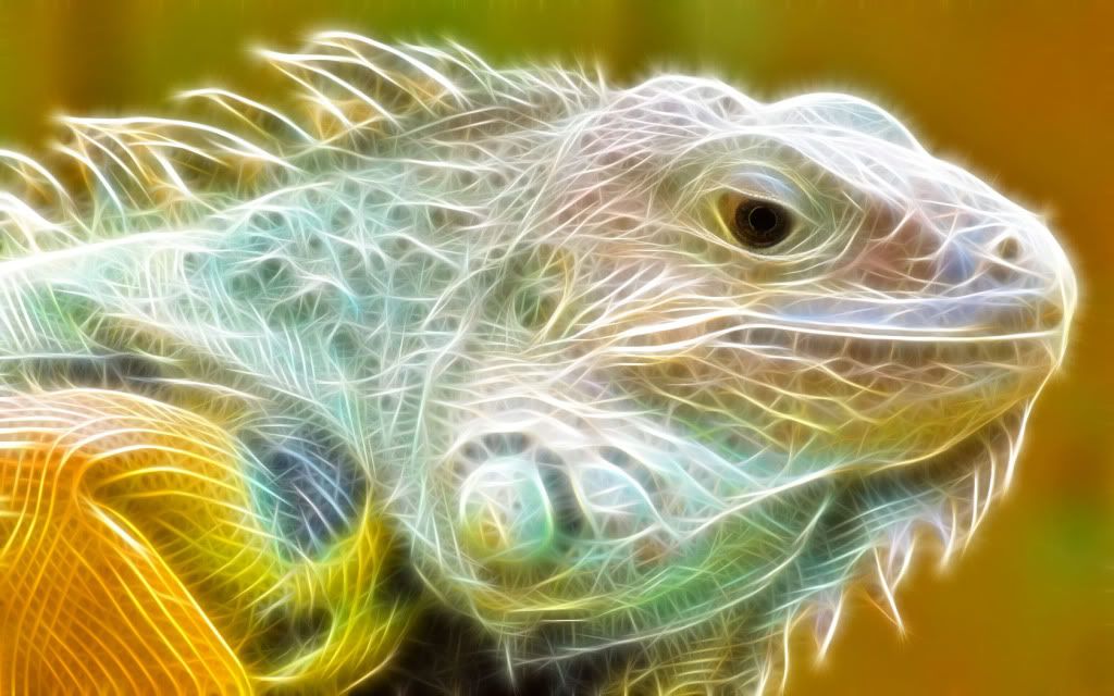 Iguana.jpg