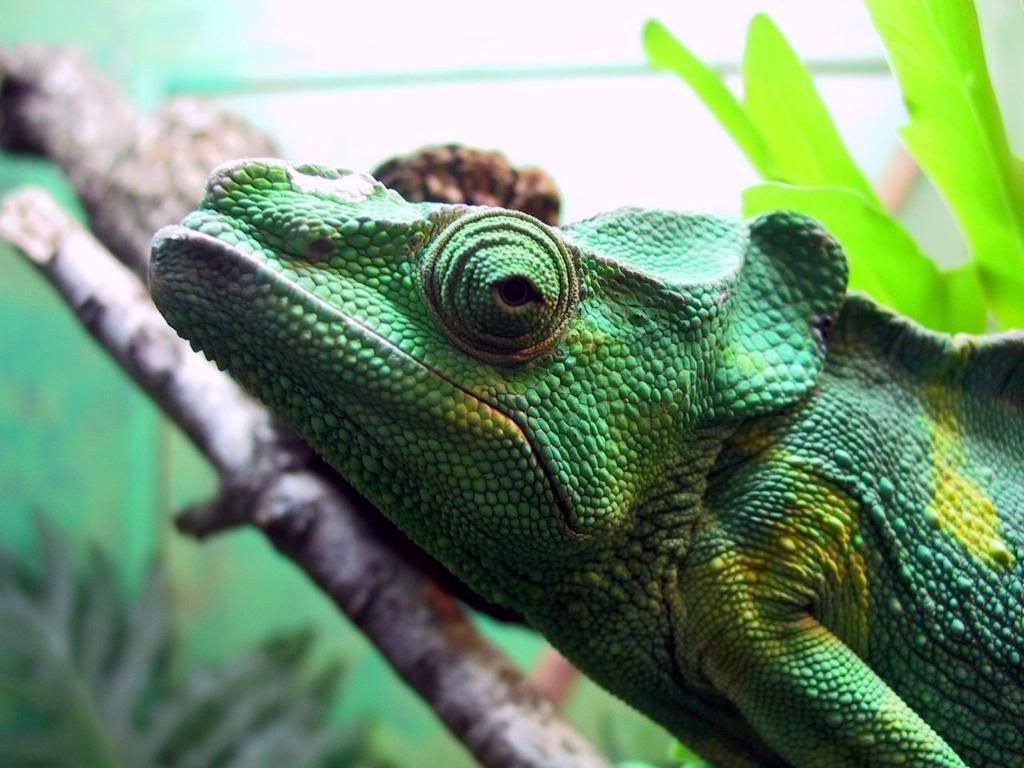 Iguana_hd_wallpaper.jpg