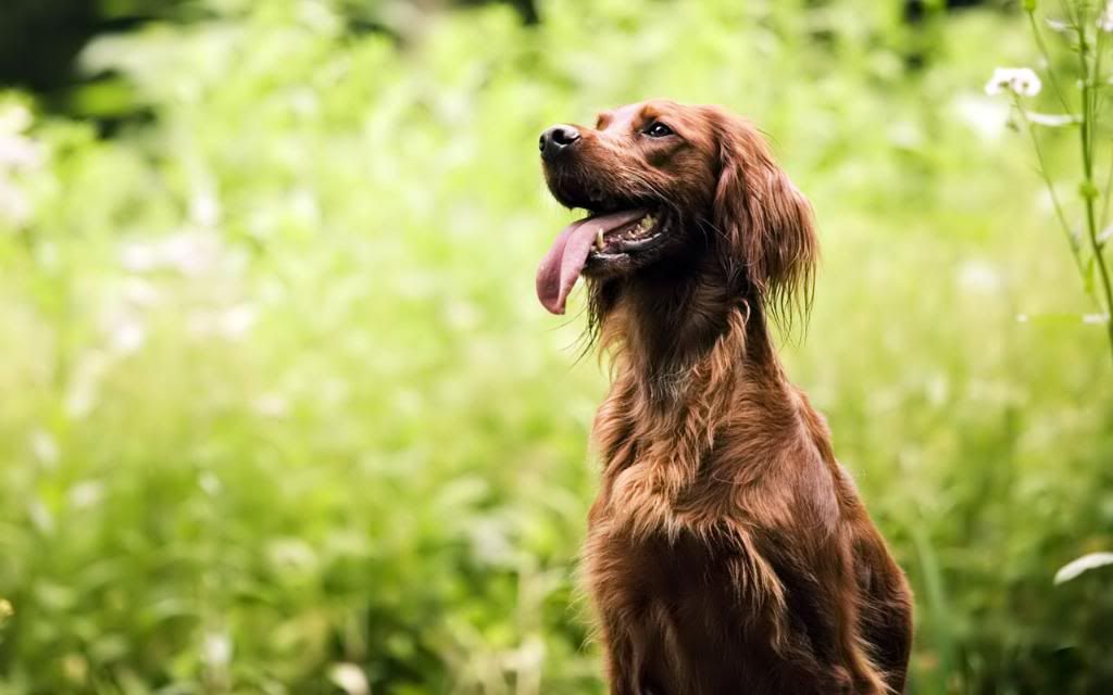Irish_Setter_hd_wallpaper.jpg