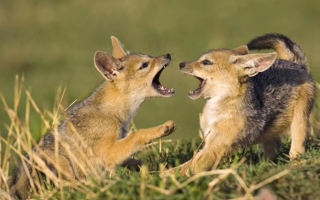 Island_fox_kits_High_definition_wallpaper.jpg
