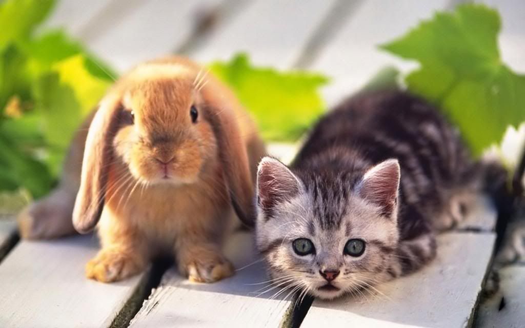 Kitten_and_Rabbit_-_Pets_Wallpaper_High_definition_wallpaper.jpg