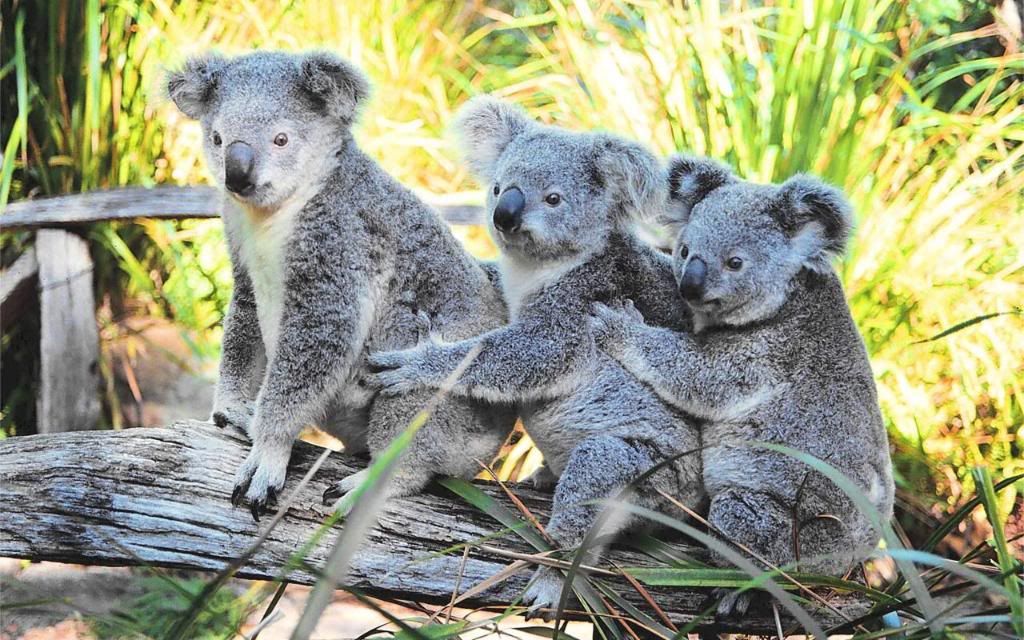 Koalas_hd_wallpaper.jpg