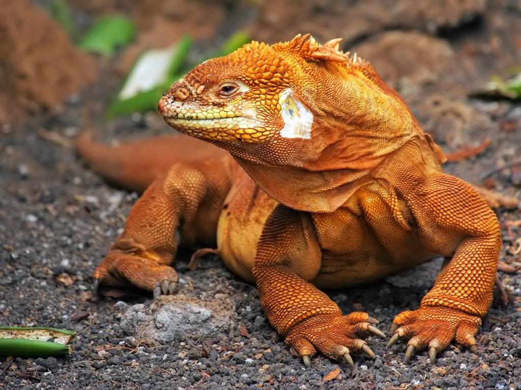 Komodo_dragon_hd_wallpaper.jpg