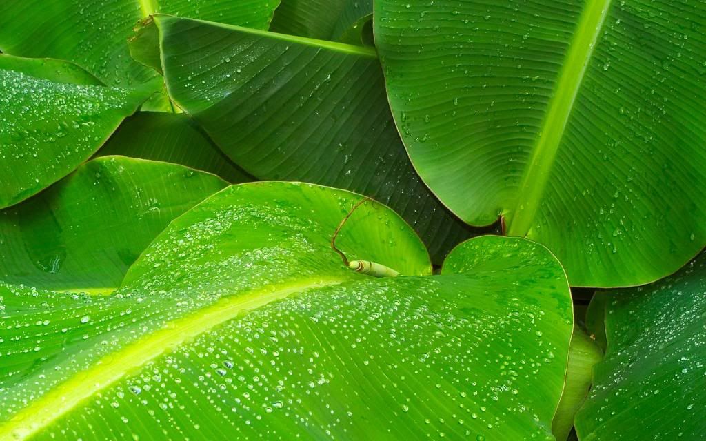Leafy_inflorescences_hd_wallpaper.jpg