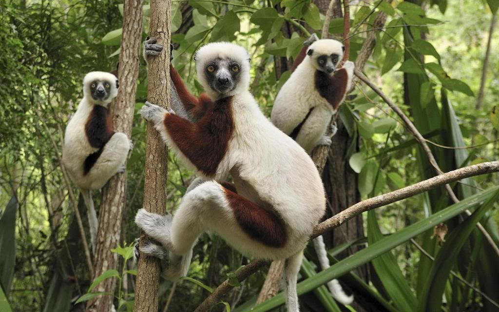 Lemurs_Sifaka_widescreen_wallpaper.jpg