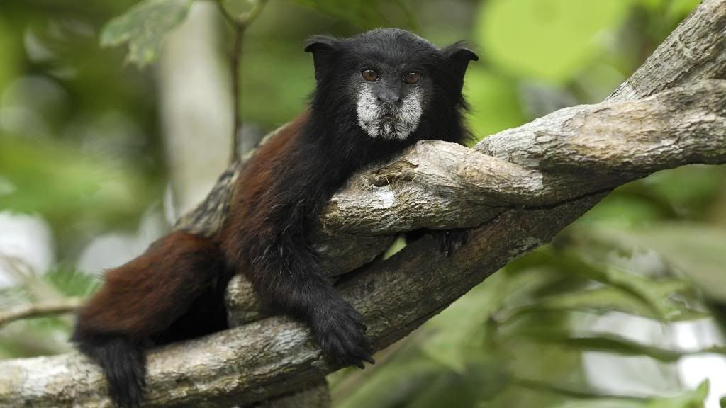 Lion_tamarin_Black_Lion_Tamarin_Primates_High_definition_wallpaper.jpg