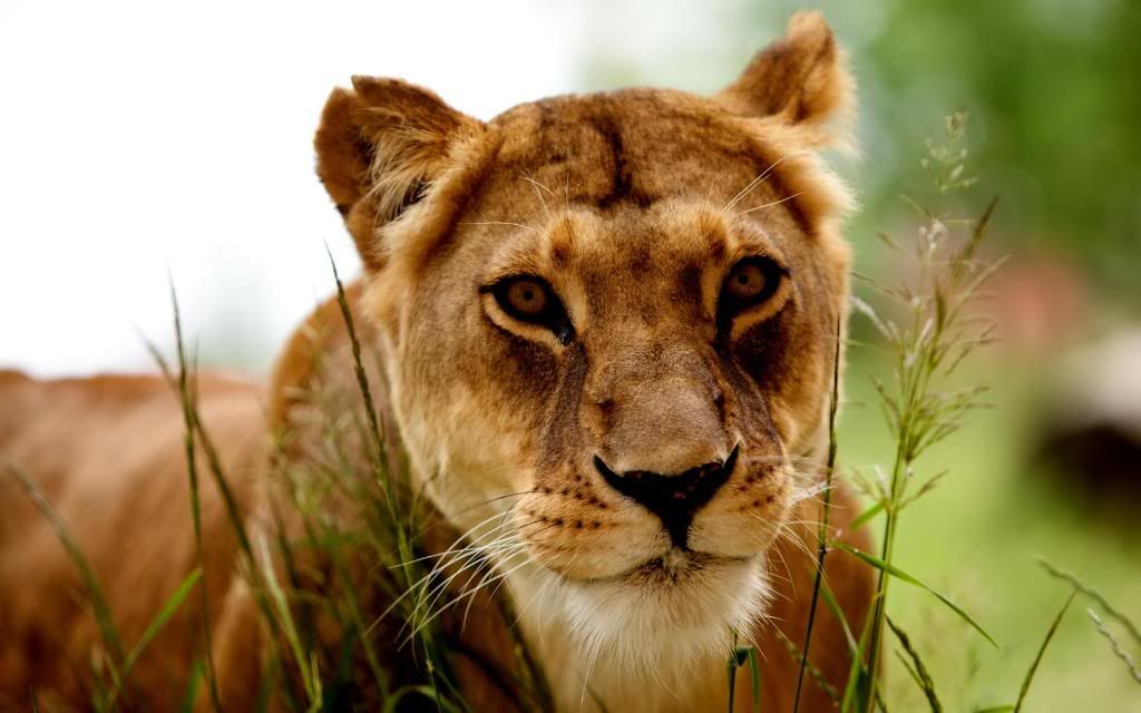 Lioness_widescreen_wallpaper.jpg