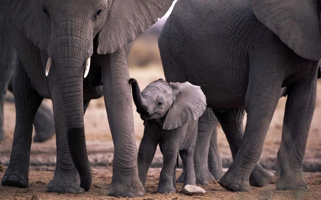 Little_Elephant_widescreen_wallpaper.jpg