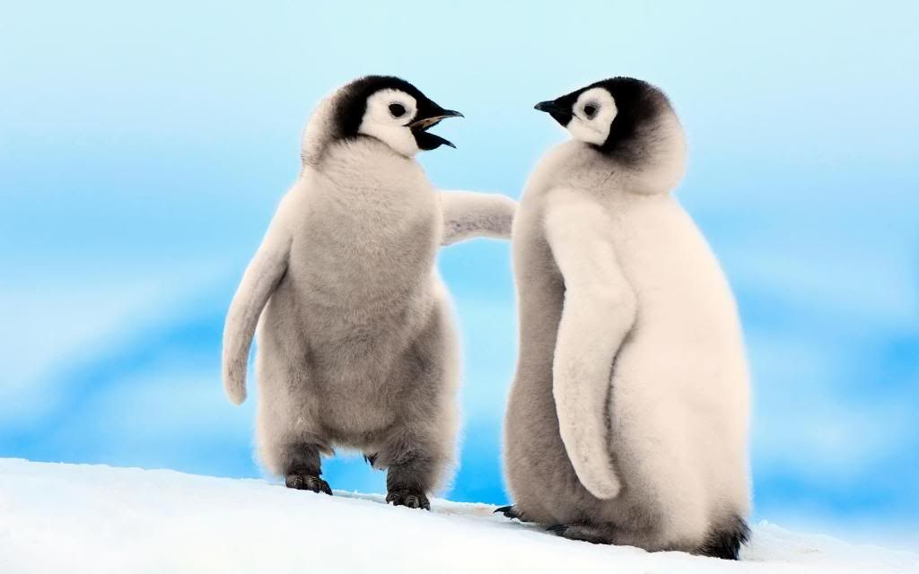 Little_penguins_widescreen_wallpaper.jpg